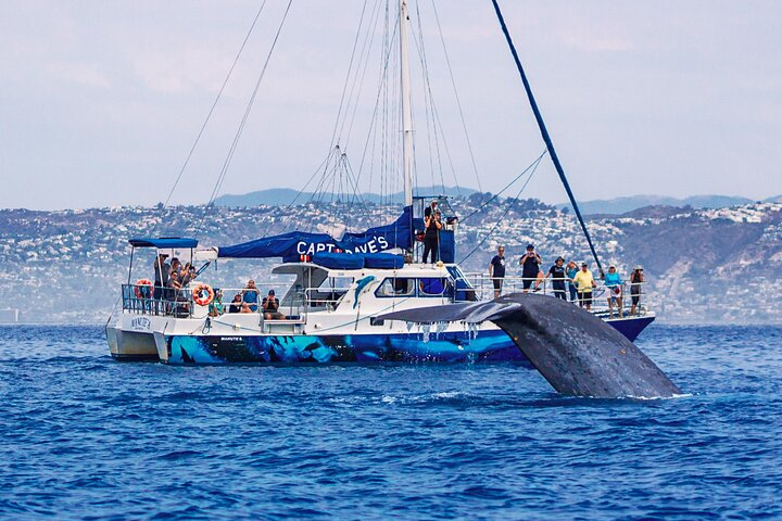 Get up close and personal with year-round whales and more!
